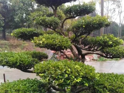 格柵吊頂風口